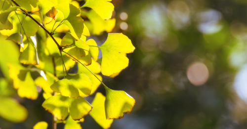 ginkgo biloba